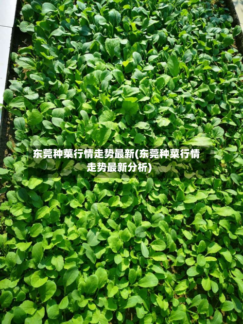 东莞种菜行情走势最新(东莞种菜行情走势最新分析)-第2张图片