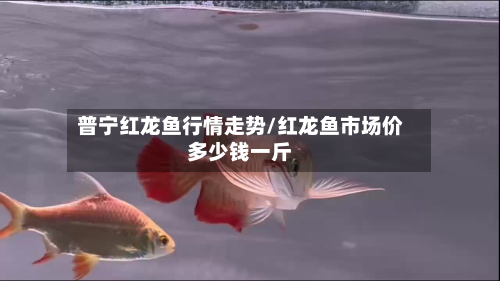 普宁红龙鱼行情走势/红龙鱼市场价多少钱一斤