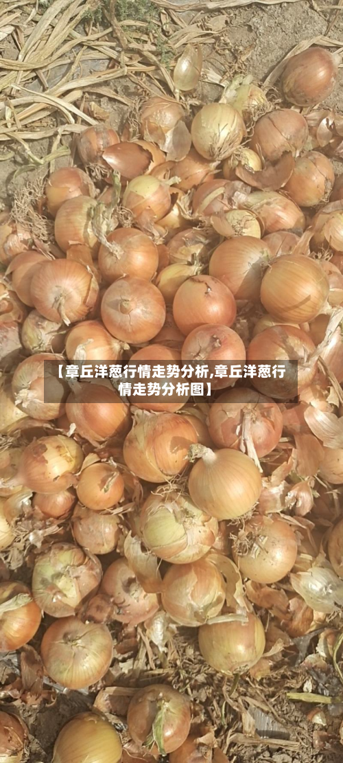 【章丘洋葱行情走势分析,章丘洋葱行情走势分析图】-第2张图片