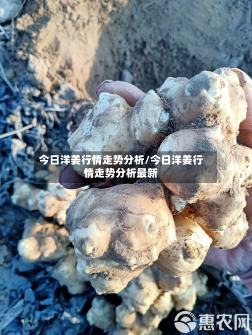 今日洋姜行情走势分析/今日洋姜行情走势分析最新