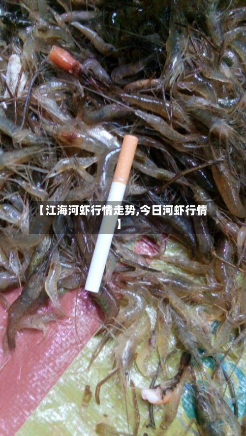 【江海河虾行情走势,今日河虾行情】