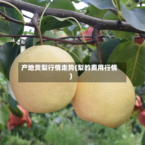 产地贡梨行情走势(梨的费用行情)