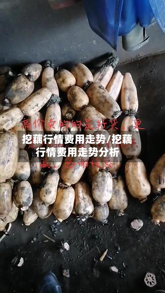 挖藕行情费用走势/挖藕行情费用走势分析-第2张图片