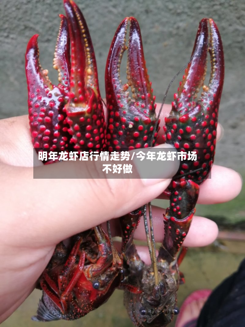 明年龙虾店行情走势/今年龙虾市场不好做