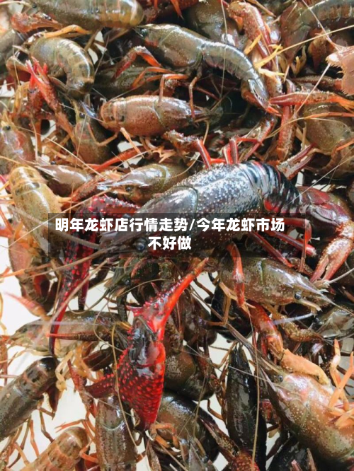 明年龙虾店行情走势/今年龙虾市场不好做-第2张图片