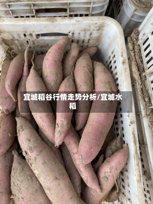 宜城稻谷行情走势分析/宜城水稻