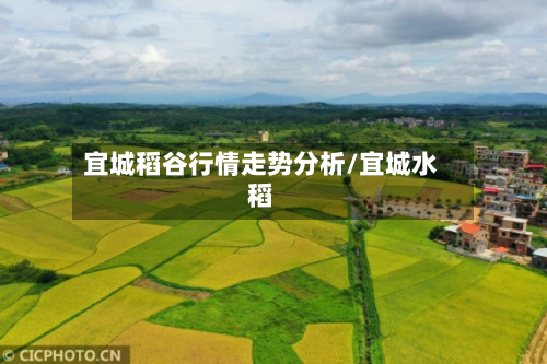 宜城稻谷行情走势分析/宜城水稻-第2张图片