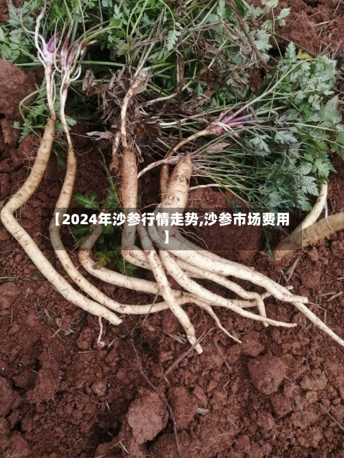 【2024年沙参行情走势,沙参市场费用】