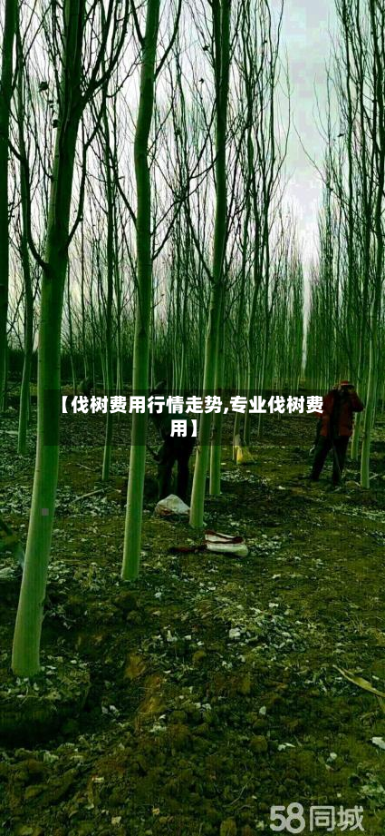 【伐树费用行情走势,专业伐树费用】-第3张图片