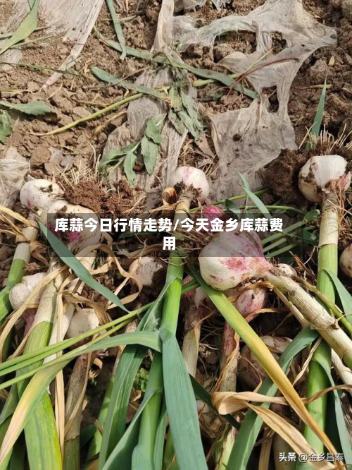库蒜今日行情走势/今天金乡库蒜费用