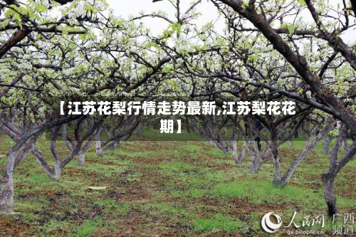 【江苏花梨行情走势最新,江苏梨花花期】