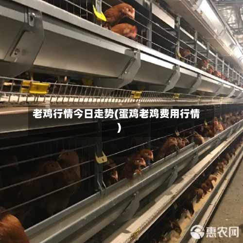 老鸡行情今日走势(蛋鸡老鸡费用行情)