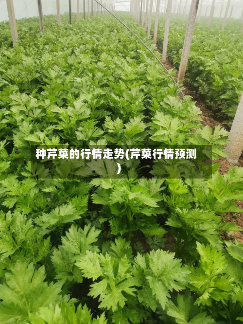 种芹菜的行情走势(芹菜行情预测)-第2张图片