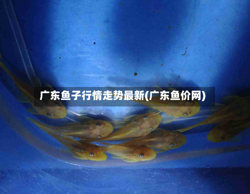 广东鱼子行情走势最新(广东鱼价网)-第2张图片