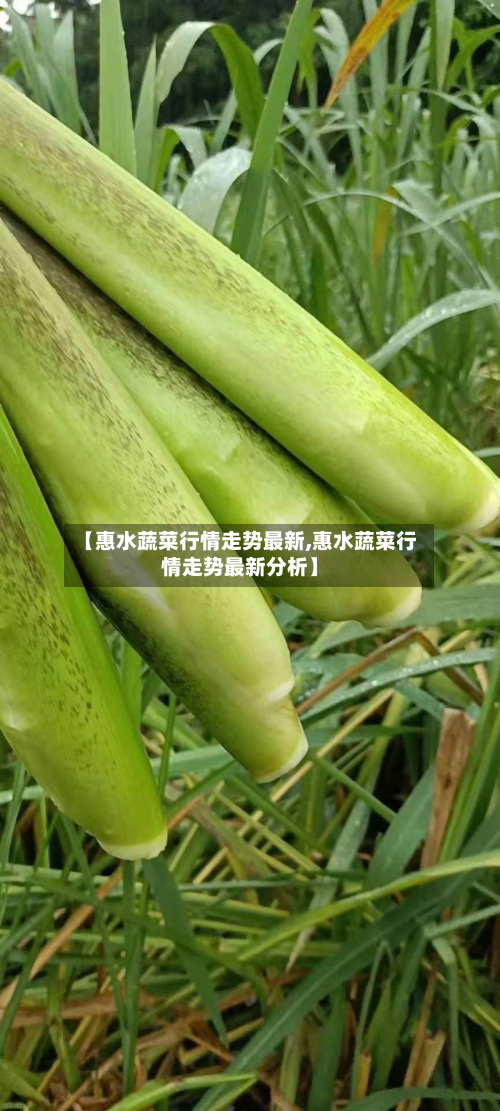 【惠水蔬菜行情走势最新,惠水蔬菜行情走势最新分析】-第2张图片