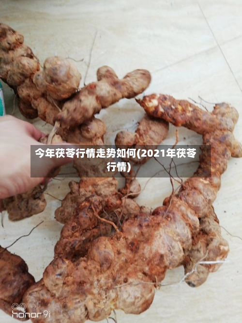 今年茯苓行情走势如何(2021年茯苓行情)-第2张图片