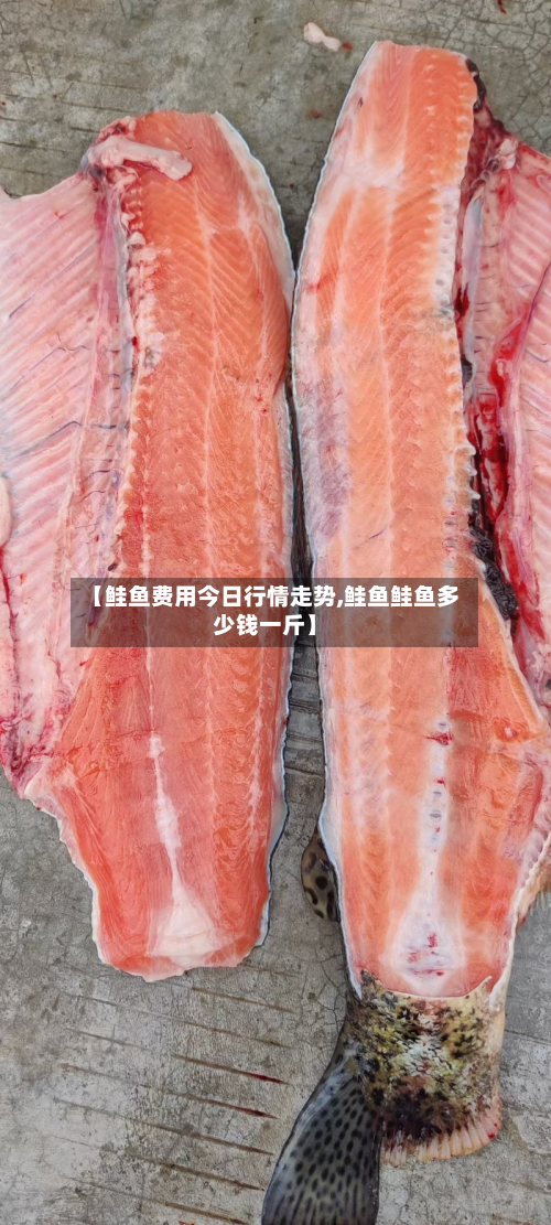【鲑鱼费用今日行情走势,鲑鱼鲑鱼多少钱一斤】