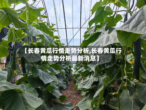 【长春黄瓜行情走势分析,长春黄瓜行情走势分析最新消息】