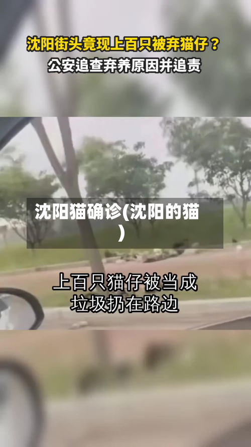 沈阳猫确诊(沈阳的猫)