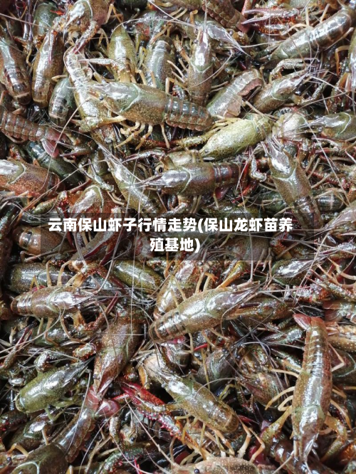 云南保山虾子行情走势(保山龙虾苗养殖基地)