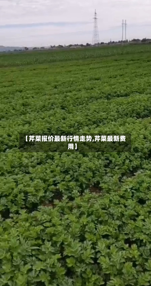 【芹菜报价最新行情走势,芹菜最新费用】