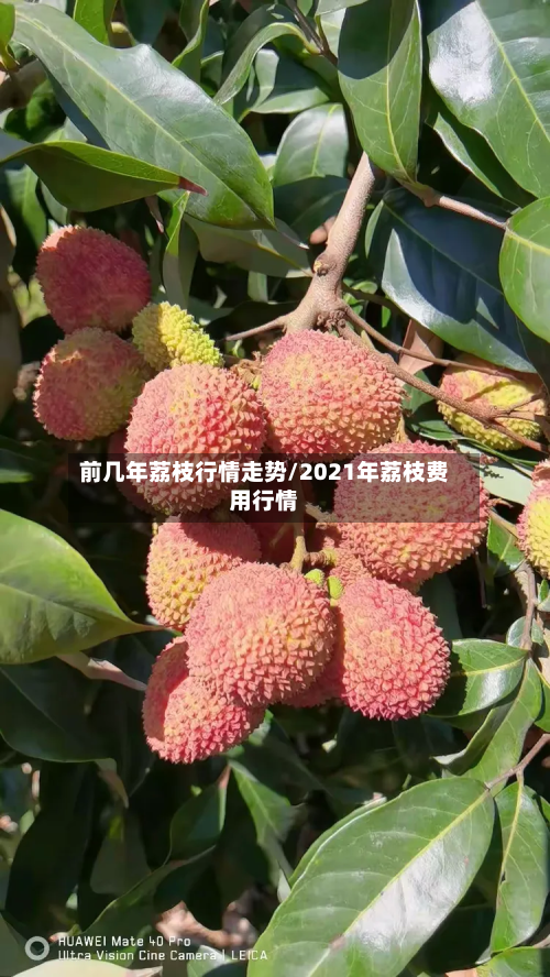 前几年荔枝行情走势/2021年荔枝费用行情