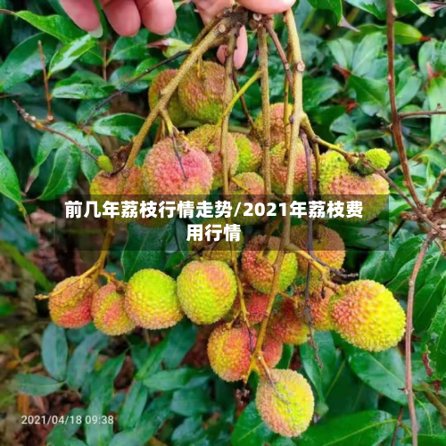 前几年荔枝行情走势/2021年荔枝费用行情-第3张图片