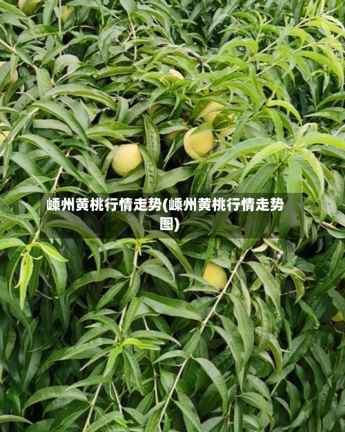 嵊州黄桃行情走势(嵊州黄桃行情走势图)-第3张图片