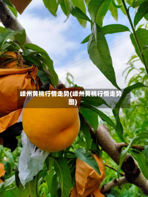 嵊州黄桃行情走势(嵊州黄桃行情走势图)-第2张图片