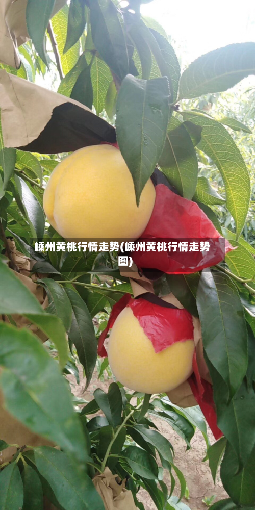 嵊州黄桃行情走势(嵊州黄桃行情走势图)