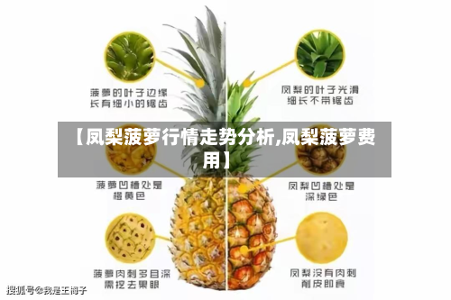 【凤梨菠萝行情走势分析,凤梨菠萝费用】