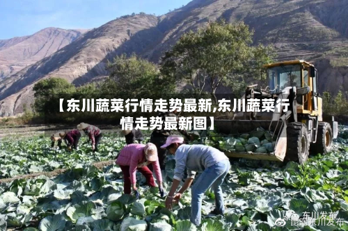 【东川蔬菜行情走势最新,东川蔬菜行情走势最新图】