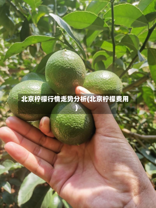 北京柠檬行情走势分析(北京柠檬费用)-第2张图片