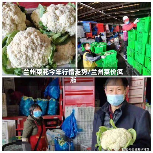 兰州菜花今年行情走势/兰州菜价疯涨-第2张图片