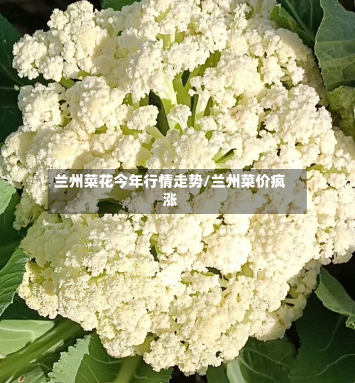 兰州菜花今年行情走势/兰州菜价疯涨