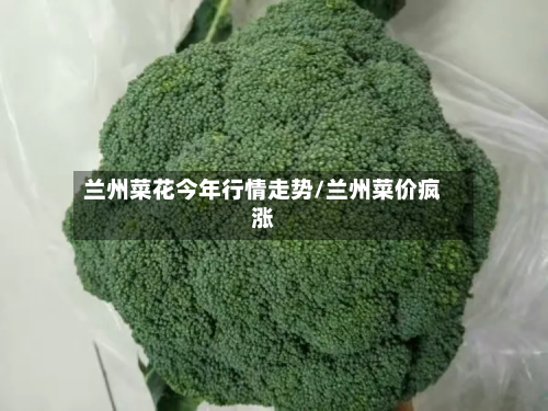 兰州菜花今年行情走势/兰州菜价疯涨-第3张图片