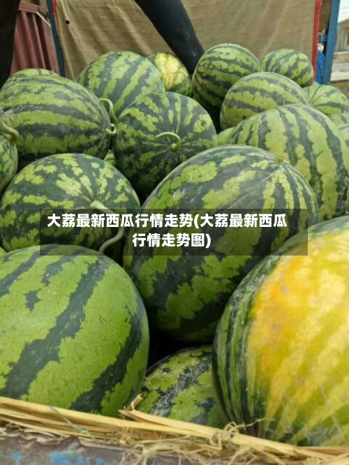 大荔最新西瓜行情走势(大荔最新西瓜行情走势图)