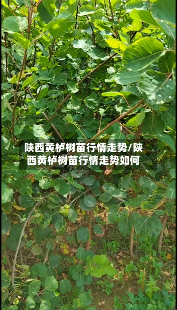 陕西黄栌树苗行情走势/陕西黄栌树苗行情走势如何-第2张图片