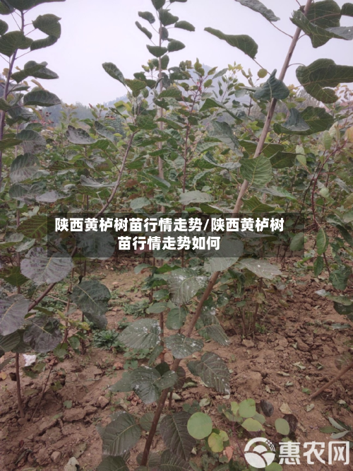 陕西黄栌树苗行情走势/陕西黄栌树苗行情走势如何-第3张图片