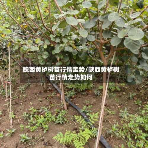 陕西黄栌树苗行情走势/陕西黄栌树苗行情走势如何