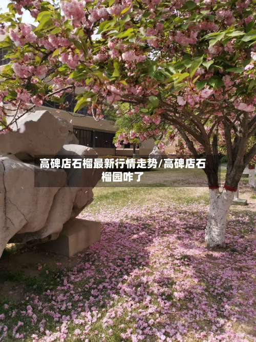 高碑店石榴最新行情走势/高碑店石榴园咋了-第2张图片