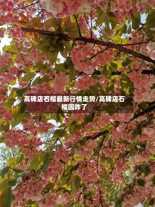 高碑店石榴最新行情走势/高碑店石榴园咋了-第3张图片