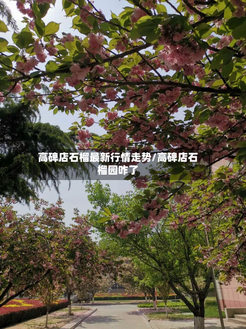 高碑店石榴最新行情走势/高碑店石榴园咋了