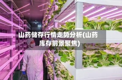 山药储存行情走势分析(山药库存前景聚焦)