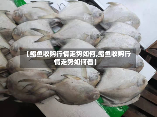 【鲳鱼收购行情走势如何,鲳鱼收购行情走势如何看】-第3张图片