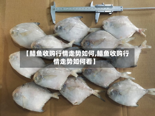 【鲳鱼收购行情走势如何,鲳鱼收购行情走势如何看】-第2张图片