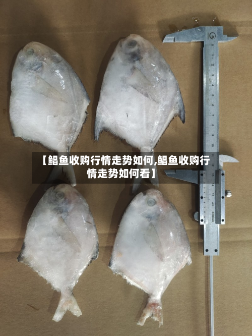 【鲳鱼收购行情走势如何,鲳鱼收购行情走势如何看】