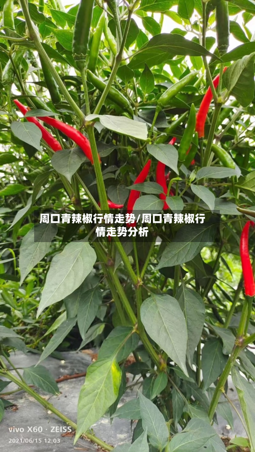 周口青辣椒行情走势/周口青辣椒行情走势分析-第2张图片
