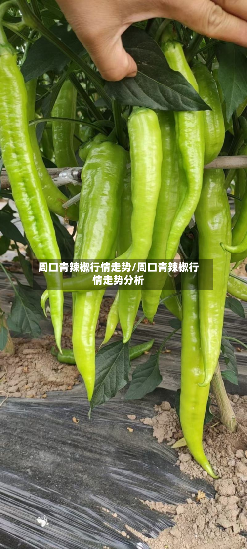 周口青辣椒行情走势/周口青辣椒行情走势分析