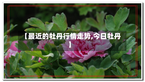 【最近的牡丹行情走势,今日牡丹】-第2张图片